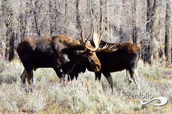 teton national park moose (92)