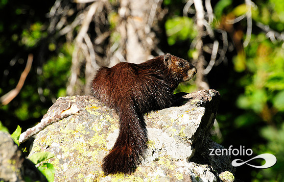 black marmot.