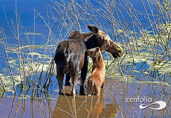 moose with calf in the tetons (4)