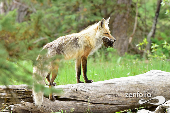 red fox (4)