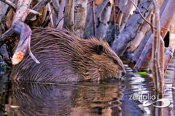 beaver,ocotober 2012