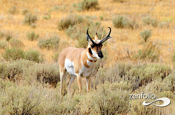 antelope buck,teton park,october 2012.