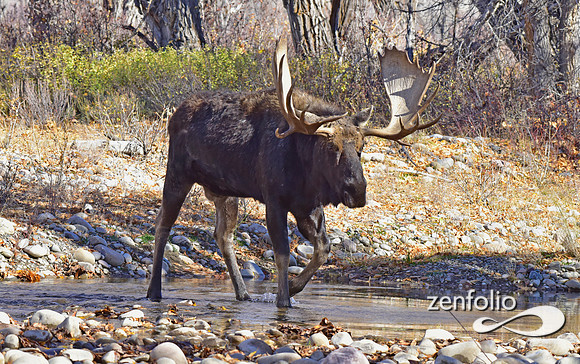 teton national park moose (385)