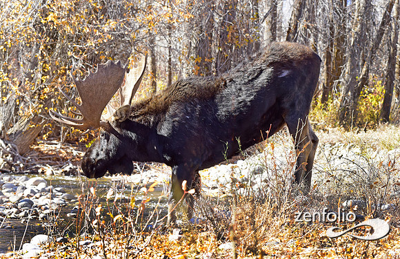teton national park moose (271)