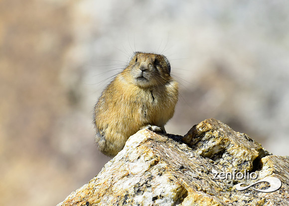 pika (2)