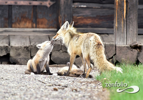 mother fox with her 6 kits (26)