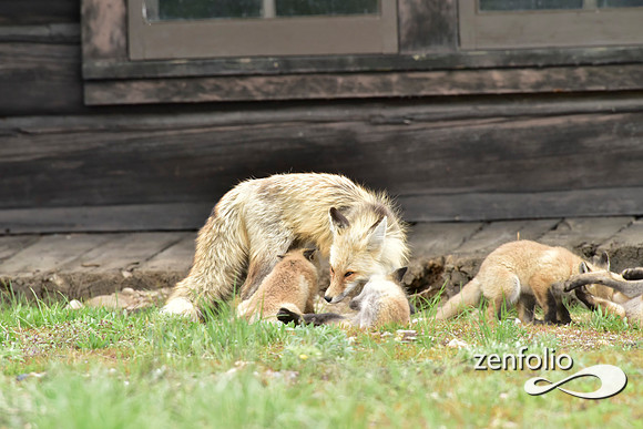 mother fox with her 6 kits (22)