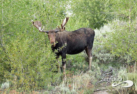 bull moose (12)