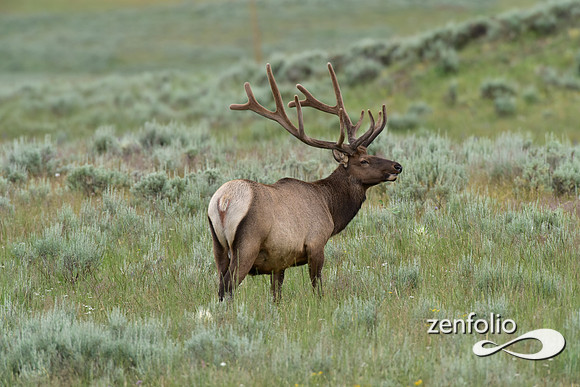 bull elk (2)