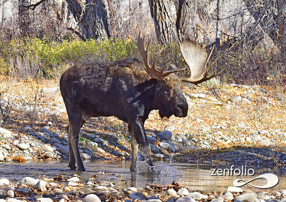 teton national park moose (383)