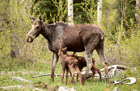 moose with calves (5)