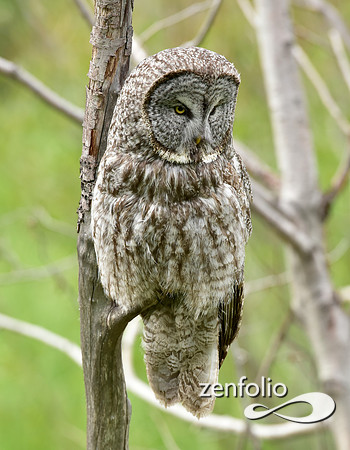 great grey owl (11)