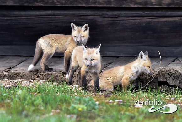 mother fox with her 6 kits (31)