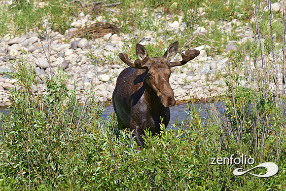 bull moose in velvet (7)