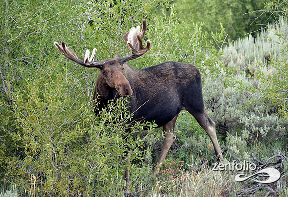 bull moose (19)