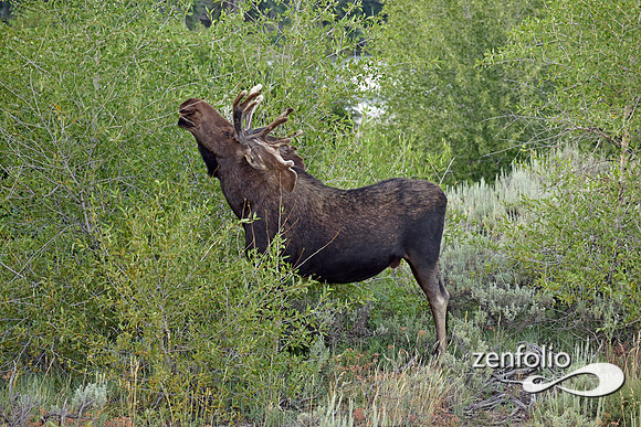 bull moose (17)