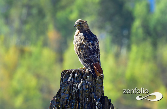 red tail hawk (11)