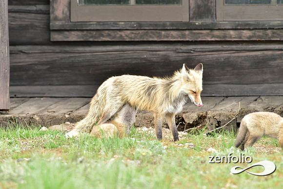 mother fox with her 6 kits (23)