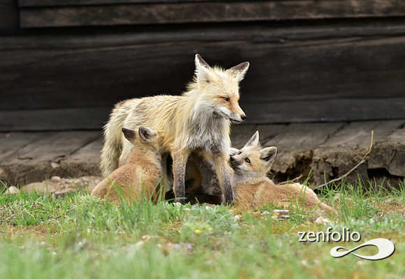 mother fox with her 6 kits (17)
