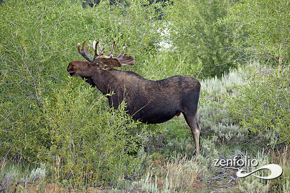 bull moose (14)