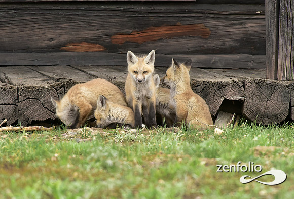mother fox with her 6 kits (11)