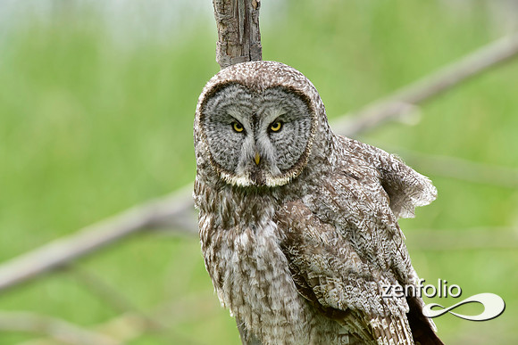 great grey owl (6)