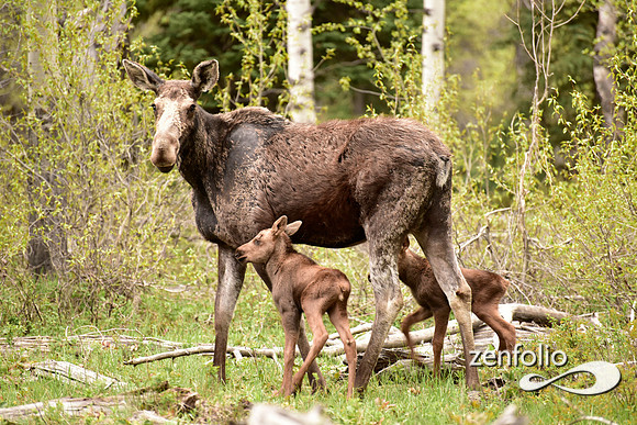 moose with calves (3)