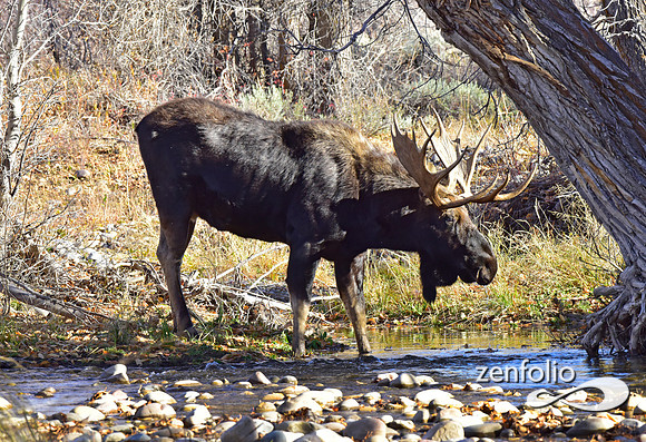 teton national park moose (436)