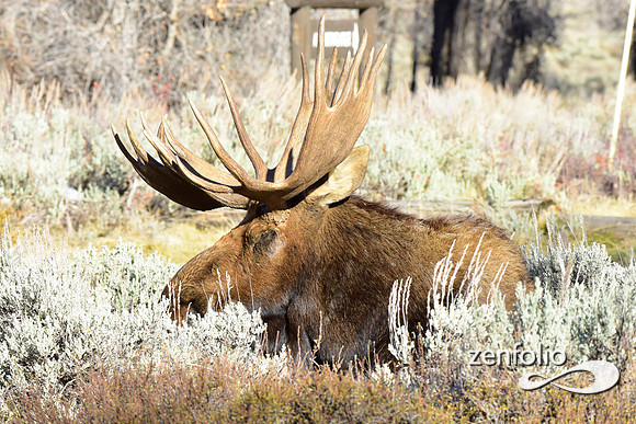 teton national park moose (2)