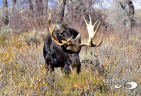 teton national park moose (300)