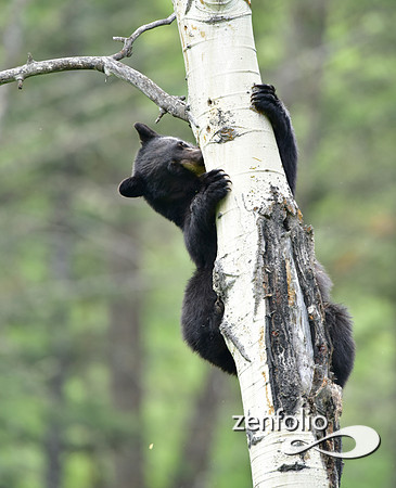 black bear climbing an aspen tree (7)