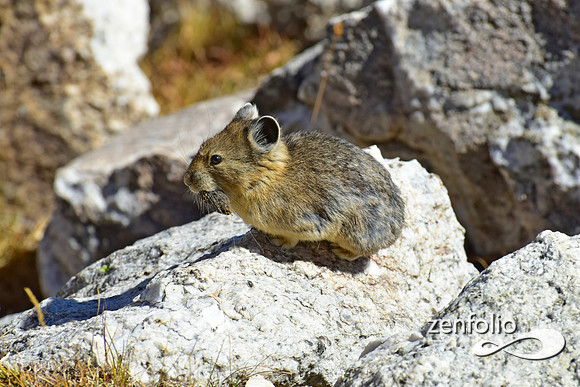 pika (9)
