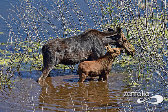 moose with calf in the tetons (11)