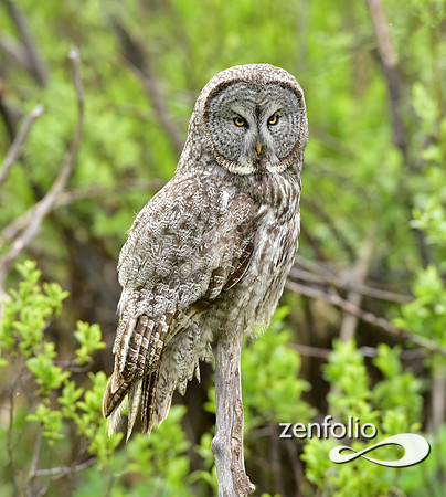great grey owl (14)