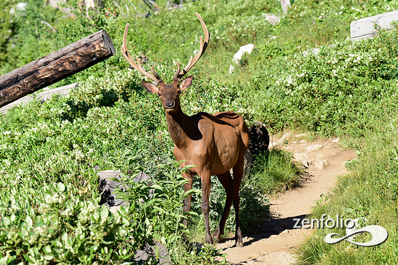 young bull elk in velvet (1)