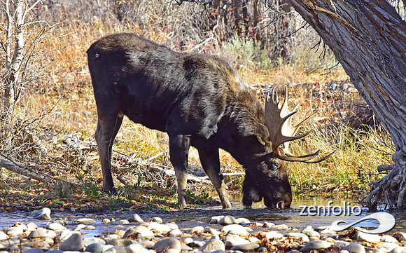 teton national park moose (430)