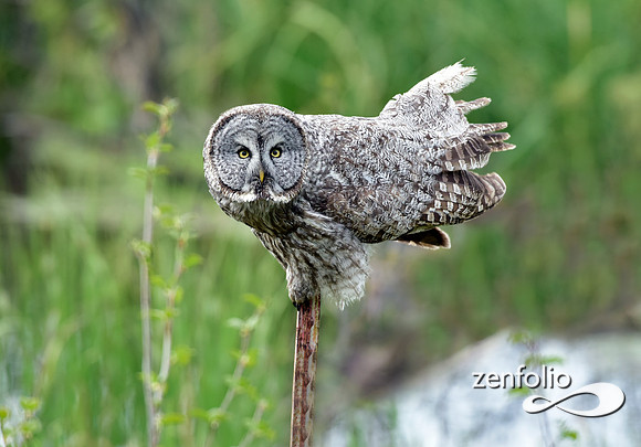 great grey owl (3)