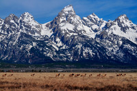 grand tetons with elk in the foreground.