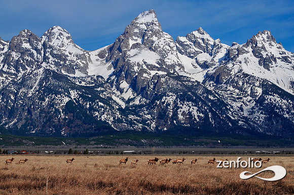 grand tetons with elk in the foreground.