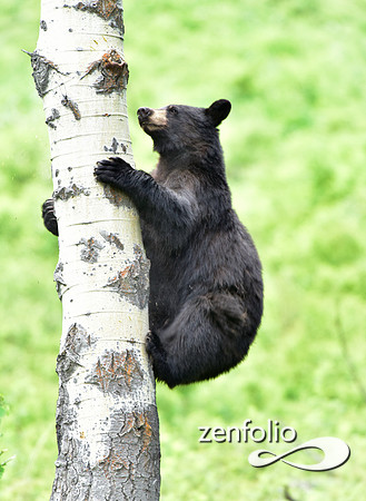 black bear climbing an aspen tree (2)