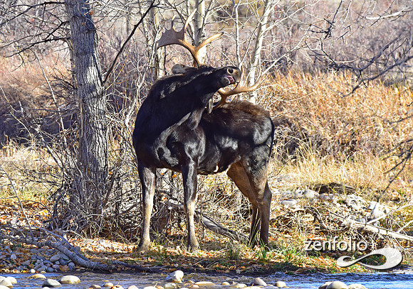 teton national park moose (413)