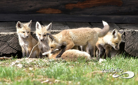 mother fox with her 6 kits (2)