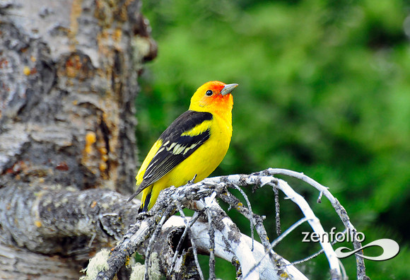 western tanager.