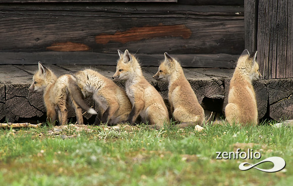 mother fox with her 6 kits (10)