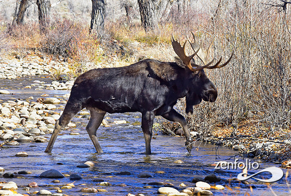 teton national park moose (371)