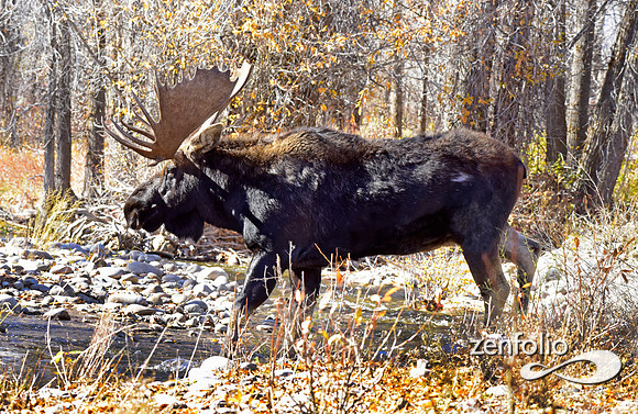 teton national park moose (274)
