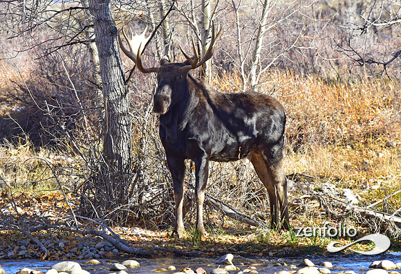 teton national park moose (395)