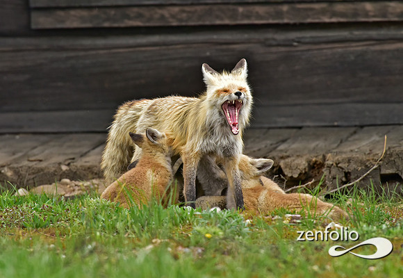 mother fox with her 6 kits (16)