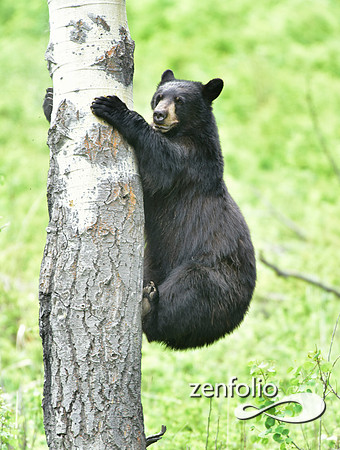 black bear climbing an aspen tree (3)