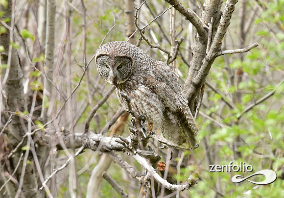great grey owl (15)
